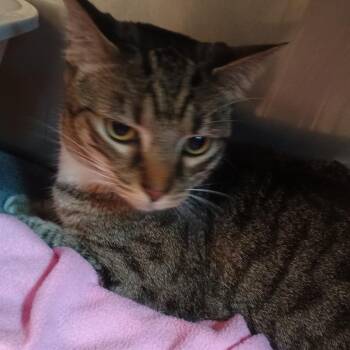 Bo -  Domestic Short Hair Cat for Adoption in Lake Panasoffkee, Florida - Bo | PetCurious