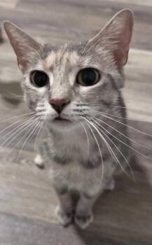 Josie N. -  Domestic Short Hair and Tabby Cat for Adoption in Frisco, Texas - Josie N. | PetCurious