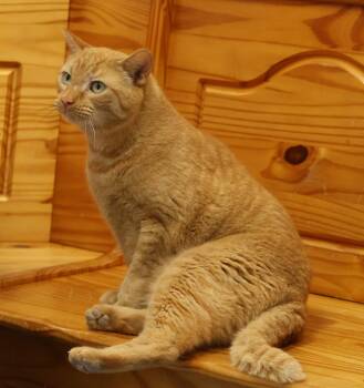 Domestic Short Hair Cats Available for Adoption - CHESTER | PetCurious