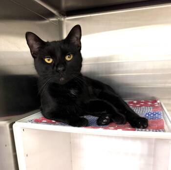 Domestic Short Hair Cats Available for Adoption - Sheeba | PetCurious