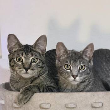 Domestic Short Hair Cats Available for Adoption in Los Angeles, California - Benny | PetCurious