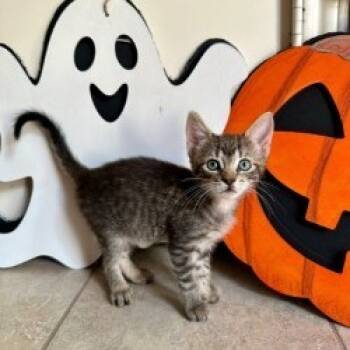 Rescue Domestic Short Hair Cats for Adoption in San Antonio, Texas - Molly | PetCurious