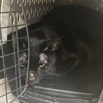 Mars -  Domestic Short Hair Cat for Adoption in Port Charlotte, Florida - Mars | PetCurious