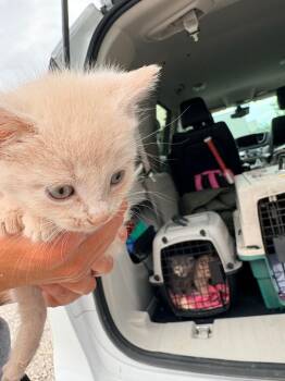 Abbott Kitten 4 -  Domestic Short Hair Cat for Adoption in Morgantown, Kentucky - Abbott Kitten 4 | PetCurious