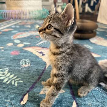 Topaz -  Domestic Short Hair and American Shorthair Cat for Adoption in Houston, Texas - Topaz | PetCurious
