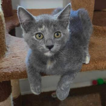 Rescue Domestic Short Hair Cats for Adoption in Fayetteville, Arkansas - Peaches | PetCurious