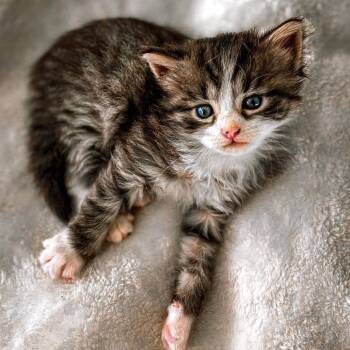 Ophie (COH-A-68279) -  Domestic Medium Hair Cat for Adoption in Volcano, Hawaii - Ophie (COH-A-68279) | PetCurious