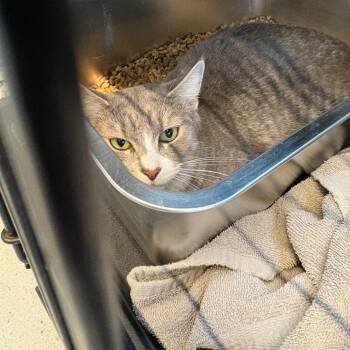 Domestic Short Hair Cats Available for Adoption in Huntington, West Virginia - Cassidy | PetCurious