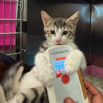 Rescue Domestic Short Hair Cats for Adoption in Los Angeles, California - Lance Bass | PetCurious