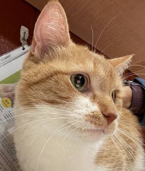 Rescue Domestic Short Hair Cats for Adoption in Pocatello, Idaho - Sadie | PetCurious