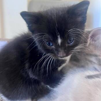 Domestic Short Hair Cats Available for Adoption in Eagle Mountain, Utah - Sesame Tate | PetCurious