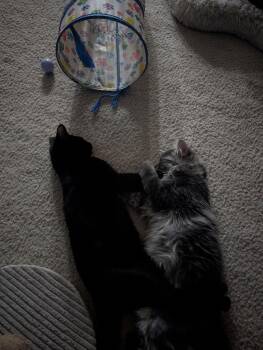 Keeks -  Domestic Medium Hair and Norwegian Forest Cat Cat for Adoption in Glendale, Arizona - Keeks | PetCurious