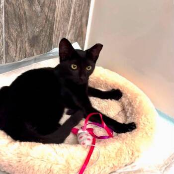 Ziggy -  Domestic Short Hair Cat for Adoption in New York, New York - Ziggy | PetCurious