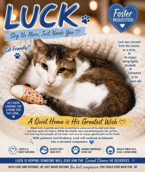 Luck (FCID# 12/02/2025 - 402 Trainer) C -  Tabby Cat for Adoption in Greenville, Delaware - Luck (FCID# 12/02/2025 - 402 Trainer) C | PetCurious
