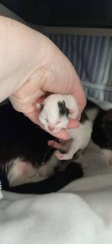 Cappuccino -  Domestic Short Hair Cat for Adoption in Georgetown, Ohio - Cappuccino | PetCurious