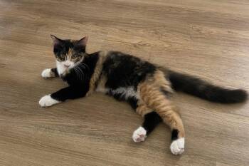 C337 Litter Charlotte -  Calico and Domestic Short Hair Cat for Adoption in Livonia, Michigan - C337 Litter Charlotte | PetCurious