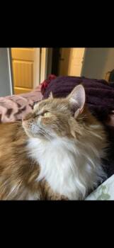 Clementine -  Domestic Long Hair Cat for Adoption in Plumerville, Arkansas - Clementine | PetCurious