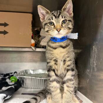 Polka -  Domestic Short Hair Cat for Adoption in Chicago, Illinois - Polka | PetCurious