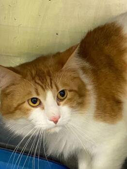 Domestic Long Hair and Domestic Short Hair Cats Available for Adoption in Daytona Beach, Florida - Mango | PetCurious