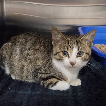 Freddy 2026 -  Domestic Short Hair Cat for Adoption - Freddy 2026 | PetCurious