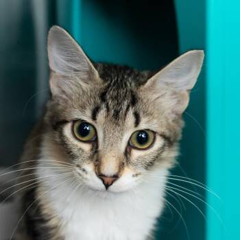 Jasmine -  Domestic Short Hair Cat for Adoption in Middletown, Rhode Island - Jasmine | PetCurious