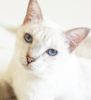 Siamese and Oriental Short Hair Cats Available for Adoption in Bedford Hills, New York - Earl Is Even Cuter And Sweeter In Person!  VIDEO!!  EMERGENCY Do | PetCurious