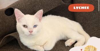 Lychee (Must be adopted with Munchkin) -  Domestic Short Hair Cat for Adoption in New York, New York - Lychee (Must Be Adopted With Munchkin) | PetCurious