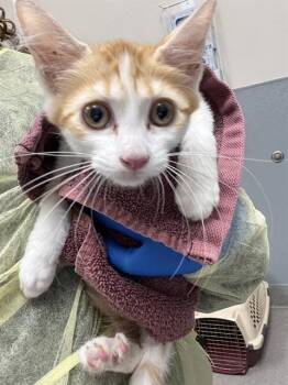 APPLE PIE -  Domestic Short Hair Cat for Adoption in Las Vegas, Nevada - APPLE PIE | PetCurious