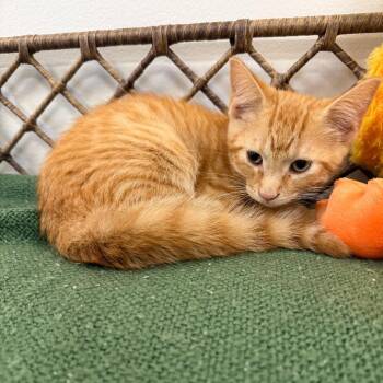 Domestic Short Hair Cats Available for Adoption in Houston, Texas - Pounce | PetCurious