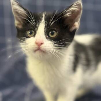 Superman -  American Shorthair Cat Available for Adoption in Brea, California - Superman | PetCurious