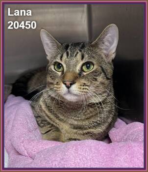 LANA -  Domestic Short Hair and Tabby Cat for Adoption in Marietta, Georgia - LANA | PetCurious