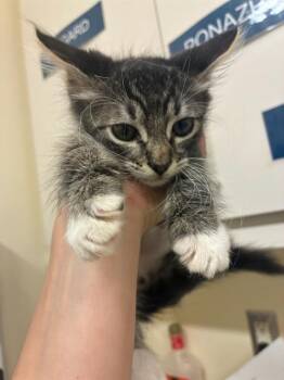 COSMO -  Domestic Short Hair Cat for Adoption in Fremont, California - COSMO | PetCurious