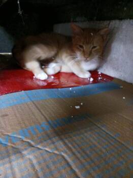 Dash -  Domestic Short Hair Cat for Adoption in Cromwell, Kentucky - Dash | PetCurious