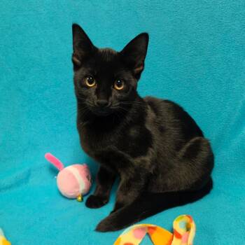 SHORTBREAD -  Domestic Short Hair Cat for Adoption in Graham, Washington - SHORTBREAD | PetCurious