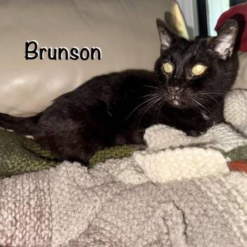 Brunson -  Domestic Short Hair Cat for Adoption in Hazlet, New Jersey - Brunson | PetCurious