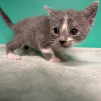 Francis -  Domestic Short Hair Cat for Adoption in San Antonio, Texas - Francis | PetCurious