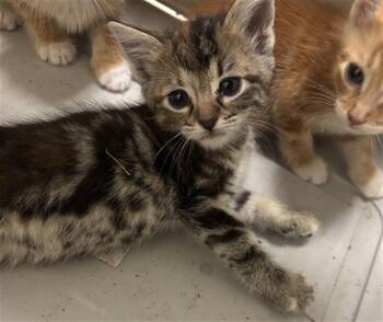 NITA -  Domestic Short Hair Cat for Adoption in Dallas, Texas - NITA | PetCurious
