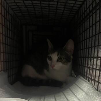 Domestic Short Hair Cats Available for Adoption in Tampa, Florida - Miracle | PetCurious