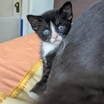 Rescue Domestic Short Hair Cats for Adoption in Minneapolis, Minnesota - Echo | PetCurious