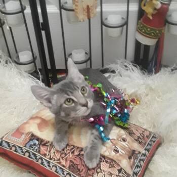 fred flintstone 2lb m gray tabi hand raised -  Tabby Cat for Adoption in Phoenix, Arizona - Fred Flintstone 2lb M Gray Tabi Hand Raised | PetCurious