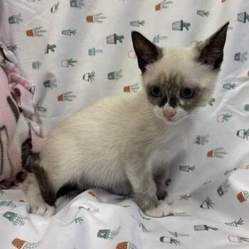 Jupiter -  Siamese Cat for Adoption in Long Beach, California - Jupiter | PetCurious