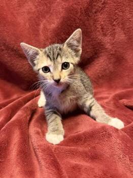 Cabbage -  Domestic Short Hair and Tabby Cat for Adoption in Homer Glen, Illinois - Cabbage | PetCurious