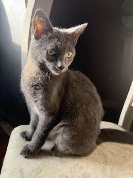 Blossom -  Domestic Short Hair Cat for Adoption in Dublin, Ohio - Blossom | PetCurious