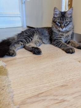 Woolfie -  Domestic Long Hair Cat for Adoption - Woolfie | PetCurious