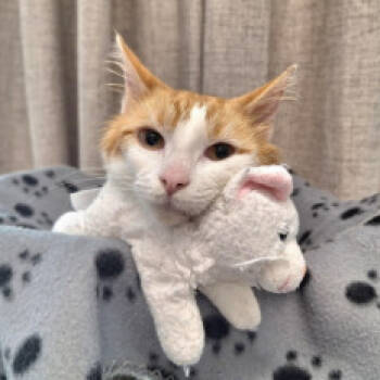 Rescue Domestic Short Hair Cats for Adoption in Cumming, Georgia - Carl | PetCurious