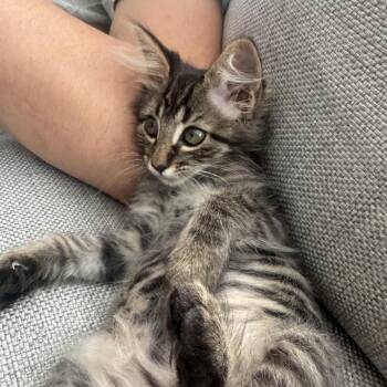 Savannah -  Domestic Medium Hair Cat for Adoption in Spokane, Washington - Savannah | PetCurious