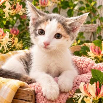 Honeysuckle -  Domestic Short Hair Cat for Adoption in Quincy, Ohio - Honeysuckle | PetCurious