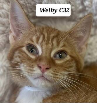 Welby -  Domestic Short Hair Cat for Adoption in Morganton, North Carolina - Welby | PetCurious