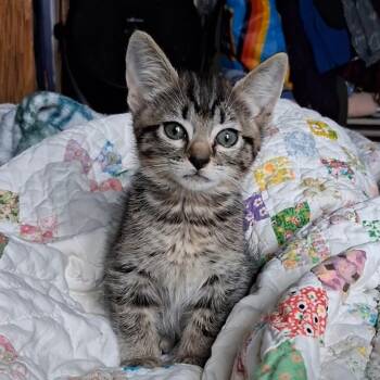 Kathy -  American Shorthair Cat for Adoption in Calimesa, California - Kathy | PetCurious