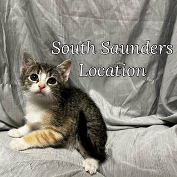 Rescue Domestic Short Hair Cats for Adoption in Raleigh, North Carolina - Blaze | PetCurious